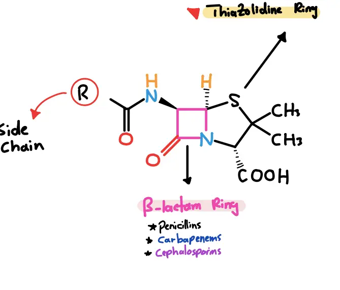 penicillin illustration