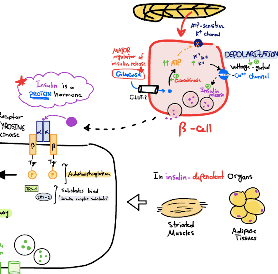 Insulin signaling pathway diagram: Receptor tyrosine kinase activation, PI3K/AKT pathway, GLUT-4 translocation, and glucose uptake in muscle/adipose tissue.