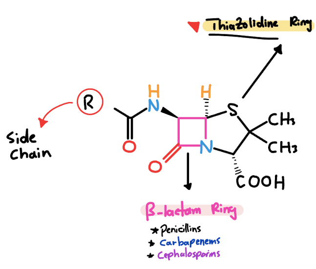 penicillin structure beta lactam mechanism