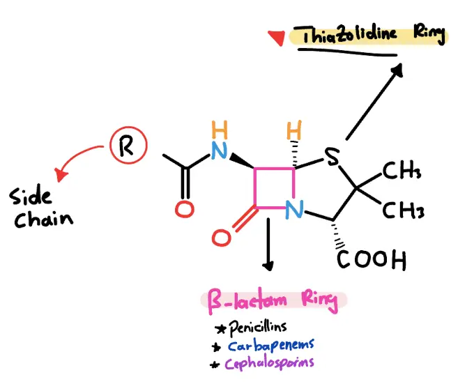 penicillin structure beta lactam mechanism